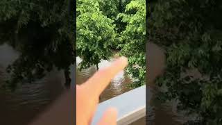 HOCHWASSERGEFAHR IN SAARBRÜCKEN 🚨SAAR ÜBERSCHWEMMT 🌊 #hochwasser #trend #saarbrücken #viral