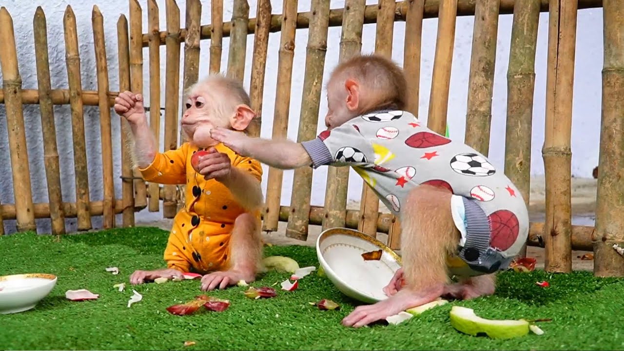 Animal Eating Plants Animal Eating Plants And Meat Honest Video YouTube