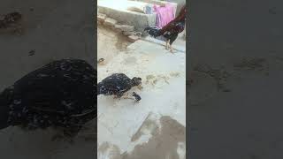 ھاں جی شوق #aseel #aseelchicken #royalaseel #aseelfarming #farmvlog #viralvideo