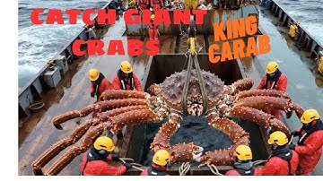 "Inside the Factory: How Giant King Crabs Are Caught and Processed in the Harsh Arctic"