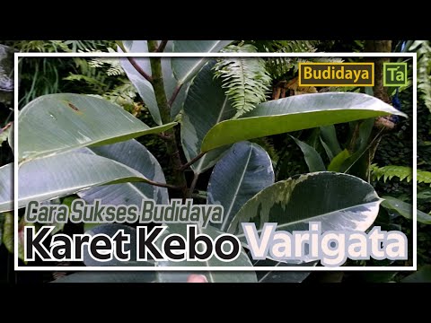 CARA SUKSES Budidaya Karet Kebo Varigata (Ficus Elastica) 