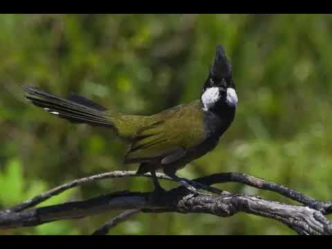 Canto do chicoteador-oriental | Pássaros Org