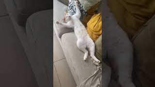Cat Sprawled Out Belly-Up in Deep Sleep