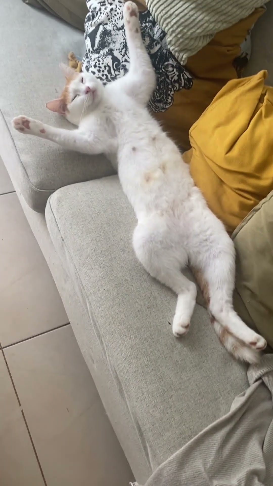 Cat Sprawled Out Belly-Up in Deep Sleep