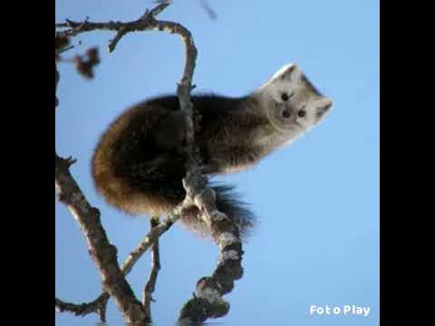 животные сибири - YouTube