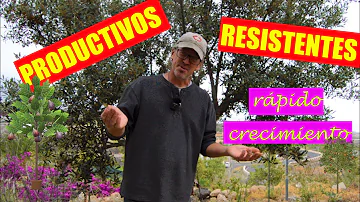 ¿Qué tipo de árboles frutales se dan en Texas?