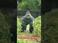 Gorilla  shortsfeed shortamezing.s youtubeshort amezingfacts viral short shorts