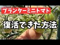 【プランターミニトマト】根腐れから復活するまでにやったこと