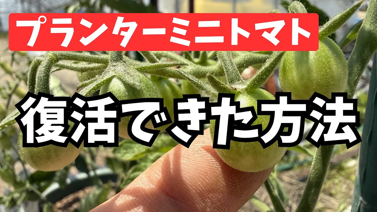【プランターミニトマト】根腐れから復活するまでにやったこと