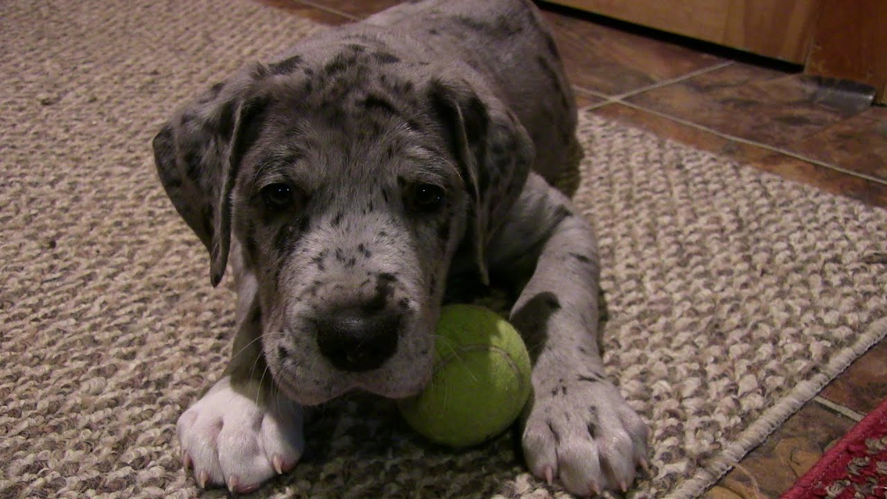 Great Dane Puppy plays with tennis ball YouTube