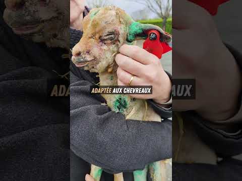 200 chèvres brûlées : un chevreau brûlé rescapé traité comme un objet !