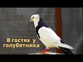 В гостях у голубятника Сергея Авакяна в Астрахани!