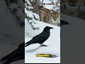 Smart birds follow lynx 🐦🐾#wildpartners #ravens  #predatorlife  #animalshorts #shorts #facts