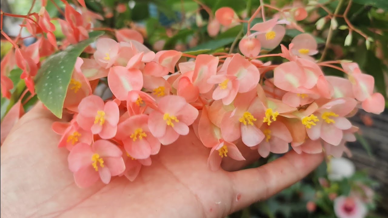 Begonya Çeşitleri ile Can Çiçekçilik Turu