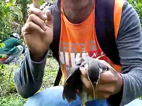 Menjebak Burung Truwok Atau Ruak Ruak Dapat 4 Ekor Dalam 1 Tempat