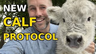 What Happens At Fluffy Feather Farm When A Calf Is Born