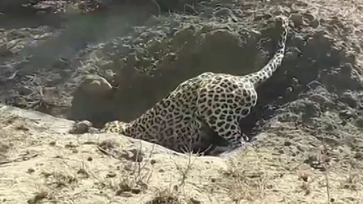 Leopard vs wild boar. Leopard dug up the wild boar of hidden in a burrow