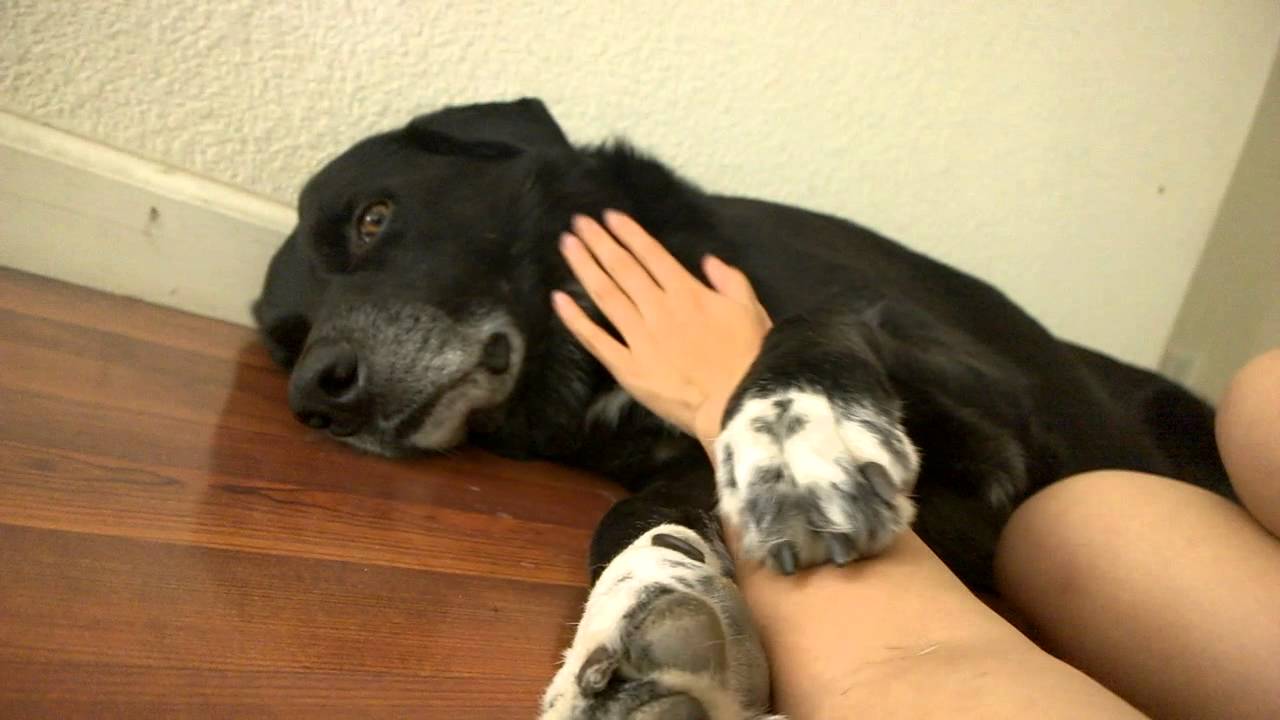 Pet Me! - YouTube