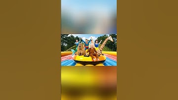 capybara và bà - capy văng ra khỏi phao làm bà lo lắng #capybara