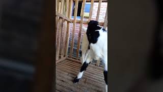 KAMBING ETAWA MONA OCHAN