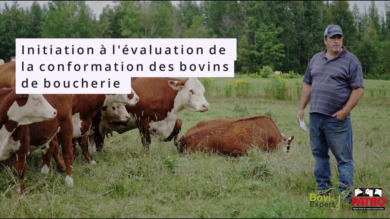 Principes de base de la conformation des bovins de boucherie