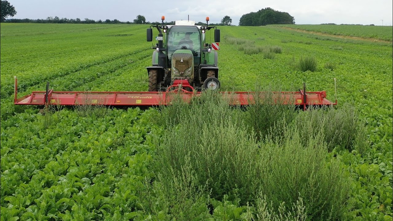 Beifuß mähen - mechanische Unkrautbekämpfung in Zuckerrüben - Spezialtechnik in der Landwirtschaft