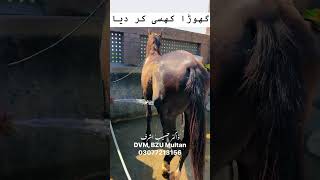 drhaseeb stock clinic sahiwalbreed horse horselove castration surgeon sahiwal fvsbzu