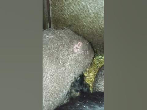 😱ЦЕ НЕМОЖЛИВО УЯВИТИ НУТРІЯ‼️🥰 - YouTube