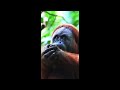 Wild and Wonderful Wildlife:  Orangutans in peril     #animals #wildlife #orangutan #wild