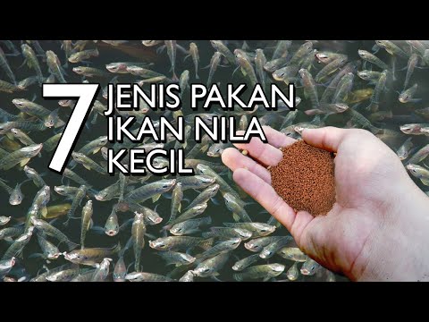 Makanan Ikan Mujair Kecil