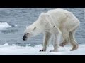 Polar bear dying from global warming