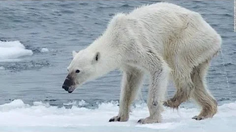 Polar Bear Dying From Global Warming - DayDayNews