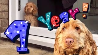 A Whole Year In The Life Of A Cocker Spaniel Puppy Dog ** MUST WATCH **