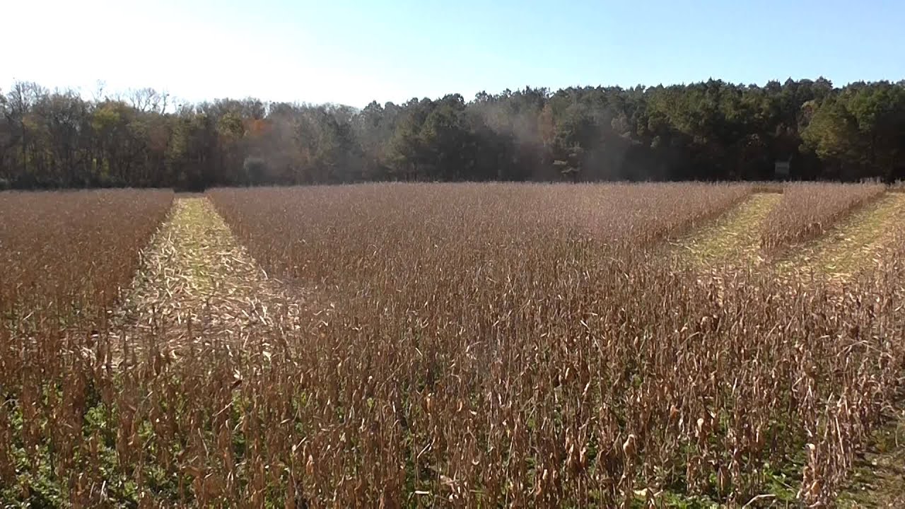 Corn field Maintenance and food plot idea Biology Diagrams
