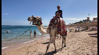 Ägypten / Egypt (Feb. 2026) - DJI Osmo Pocket 3 (Braaten - It's My Life)