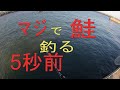 北海道の鮭釣り 【Vlog】 マジで鮭釣る5秒前！朝活17日目 Salmon Fishing 2019.9.30