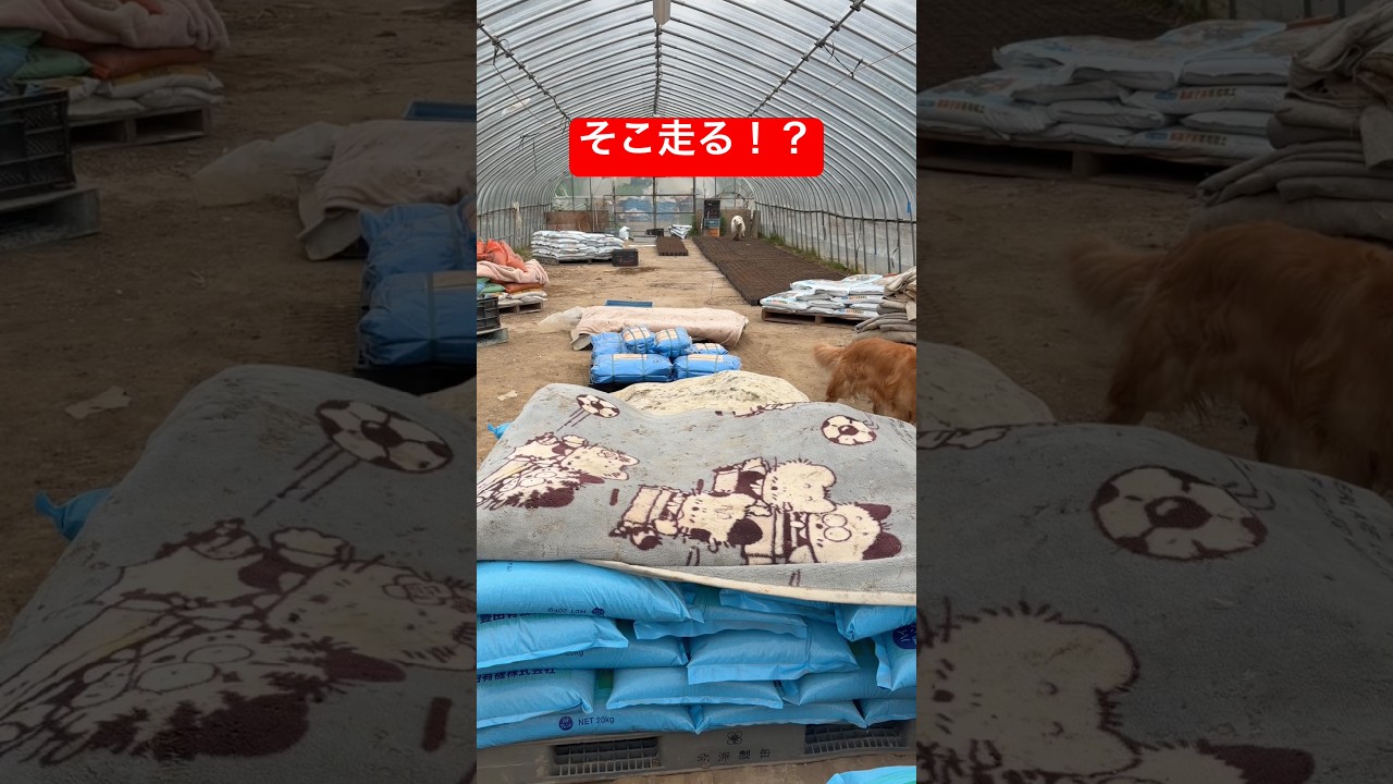 暴走する豆きちを心配するライト