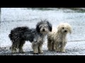 Новые клипы и видео 2015