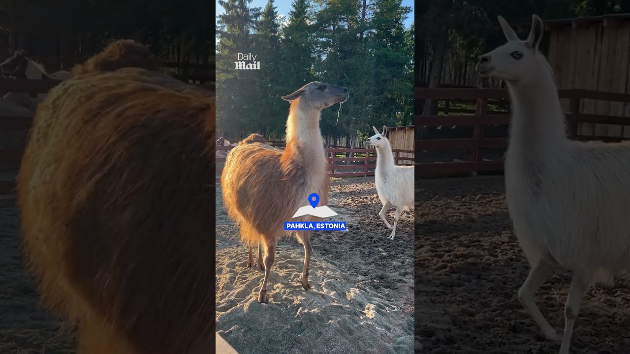 Bouncing llamas have endless energy