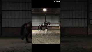 Z And I Both Hate Trot Jumps