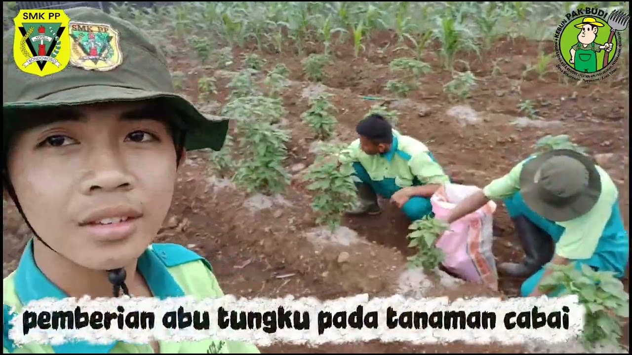 dokumentasi selama kegiatan PKL di Kebun Pak Budi