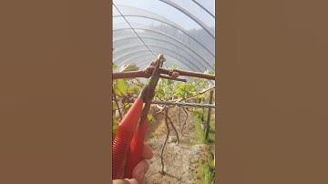 Grape Tree 🍇 Cutting | Full Pruning Guide #grape #pruning #farming #satisfying