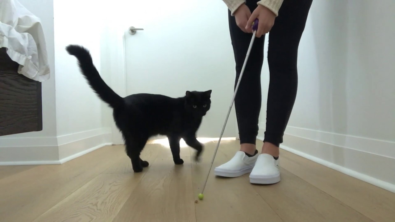 Cat Training: Loading the clicker – maueyes