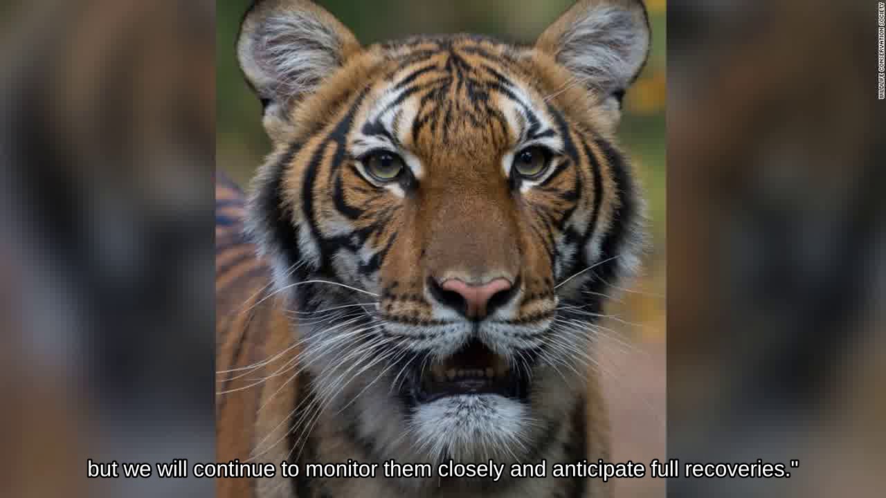 A tiger at the Bronx Zoo tests positive for coronavirus - CNN