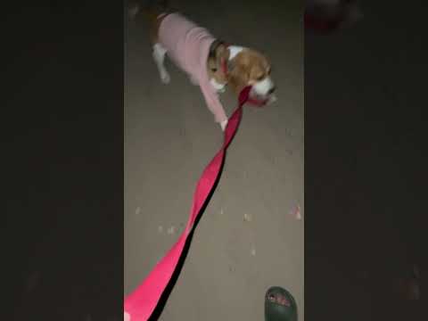 Walk time 🐶                                            #beagle#beaglepuppy#walktime#masti#