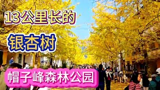 一条13公里长的银杏叶大道 一片金黄色的海洋 一条厚厚的金毯 韶关南雄市帽子峰森林公园