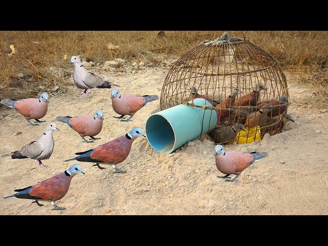 Creative DIY Wild Bird Trap Using Pen Bird To Catch Bird class=