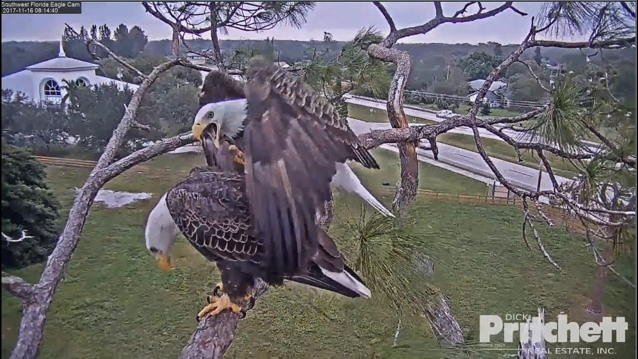 2017/11/16 08h14m  SWFL Eagles ~ Bonding and close-up Harriet~