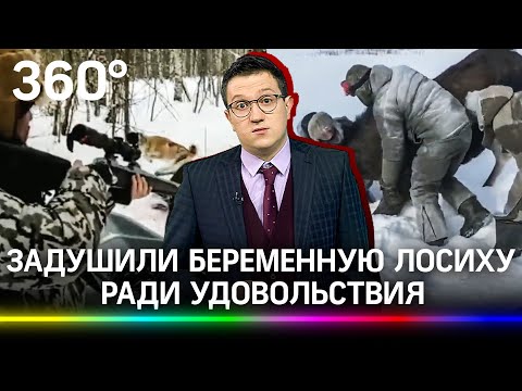 Голыми руками задушили беременную лосиху ради забавы, а женщина добила животное выстрелом — нелюди?