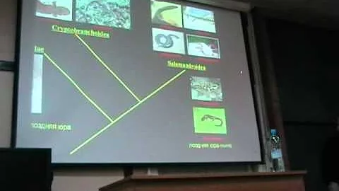 Bioseminars.ru: Павел Скучас - Появление и ранние этапы эволюции хвостатых амфибий.